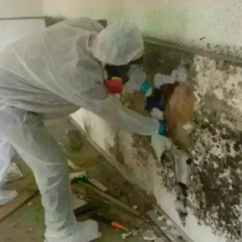 Mold Remediation and Removal in Idyllwild, CA